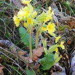 Attēlu rezultāti vaicājumam “Primula x polyantha”