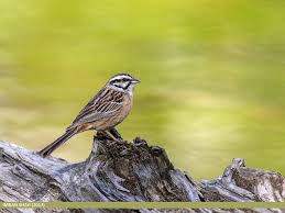 Image result for Emberiza cia