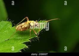 Attēlu rezultāti vaicājumam “Rhabdomiris striatellus”