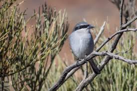 Attēlu rezultāti vaicājumam “Lanius excubitor”