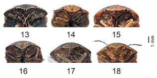Attēlu rezultāti vaicājumam “Eurygaster testudinaria imago”