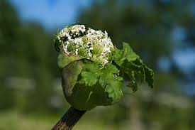 Attēlu rezultāti vaicājumam “Heracleum sosnowskyi flower”