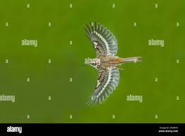 Attēlu rezultāti vaicājumam “Certhia familiaris adult”