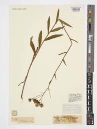 Attēlu rezultāti vaicājumam “Hieracium laevigatum”