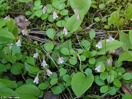 Attēlu rezultāti vaicājumam “Linnaea borealis flower”
