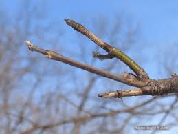 Attēlu rezultāti vaicājumam “Acer negundo bud”