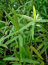 Attēlu rezultāti vaicājumam “Veronica longifolia bud”