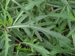 Image result for Diplotaxis tenuifolia