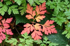 Attēlu rezultāti vaicājumam “Geranium robertianum leaf”