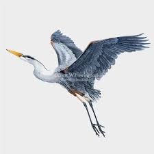 Image result for heron