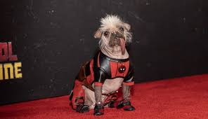 Image result for самая уродливая собака