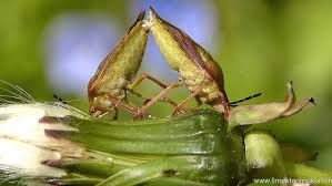Attēlu rezultāti vaicājumam “Carpocoris purpureipennis”