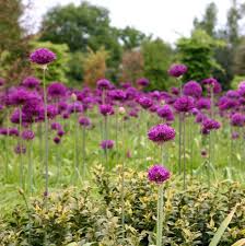 Attēlu rezultāti vaicājumam “Allium holandicum”