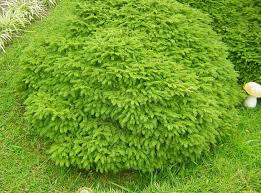 Attēlu rezultāti vaicājumam “Picea abies leaf”