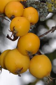 Attēlu rezultāti vaicājumam “Poa angustifolia fruit”