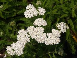 Attēlu rezultāti vaicājumam “Achillea millefolium leaf”