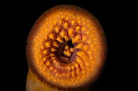 Image result for Petromyzon marinus