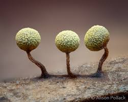 Attēlu rezultāti vaicājumam “Physarum ovisporum macro”