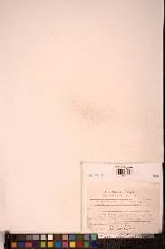 Attēlu rezultāti vaicājumam “Harpanthus flotovianus”