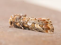 Attēlu rezultāti vaicājumam “Panolis flammea”