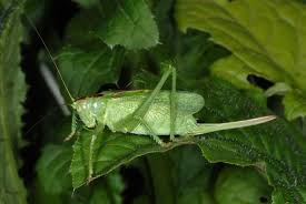 Attēlu rezultāti vaicājumam “Tettigonia cantans”