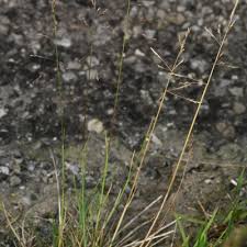 Attēlu rezultāti vaicājumam “Puccinellia distans”