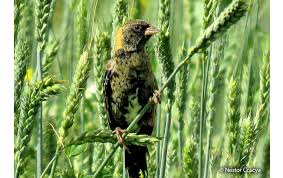 Image result for Dolichonyx oryzivorus