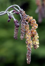 Attēlu rezultāti vaicājumam “Alnus glutinosa flower”
