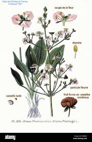 Attēlu rezultāti vaicājumam “Alismataceae”