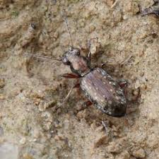 Attēlu rezultāti vaicājumam “Asaphidion pallipes”