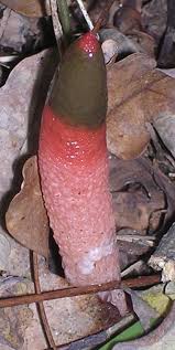 Attēlu rezultāti vaicājumam “Mutinus ravenelii”