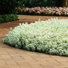 Image result for Alyssum diffusum