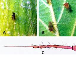 Attēlu rezultāti vaicājumam “Aphis confusa”