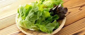Image result for Pflücksalat
