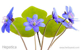 Attēlu rezultāti vaicājumam “Hepatica nobilis bud”