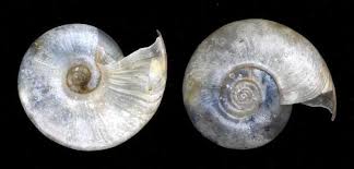 Attēlu rezultāti vaicājumam “Planorbidae”