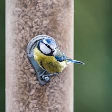 Image result for Cyanistes caeruleus
