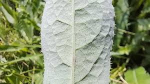 Attēlu rezultāti vaicājumam “Sonchus arvensis subsp. uliginosus leaf”