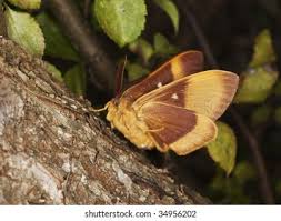 Attēlu rezultāti vaicājumam “Lasiocampa quercus imago”