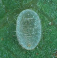 Attēlu rezultāti vaicājumam “Aleurochiton aceris”