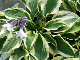 Image result for Hosta fortunei albomarginata