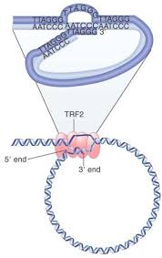 Image result for the end of the t-loop structure