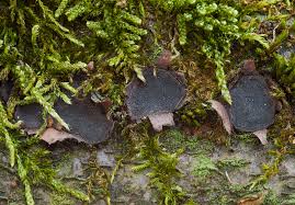 Attēlu rezultāti vaicājumam “Biscogniauxia granmoi”