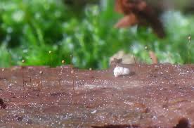 Attēlu rezultāti vaicājumam “Cribraria purpurea spores”