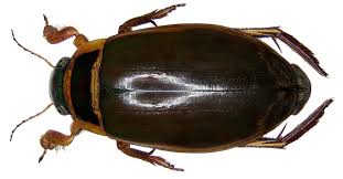 Attēlu rezultāti vaicājumam “Dytiscus marginalis”