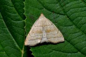 Attēlu rezultāti vaicājumam “Herminia tarsicrinalis”