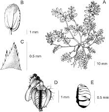 Attēlu rezultāti vaicājumam “Microrrhinum minus leaf”