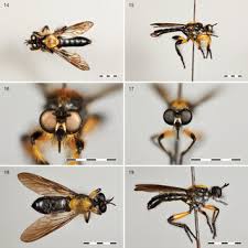 Attēlu rezultāti vaicājumam “Choerades sp.”