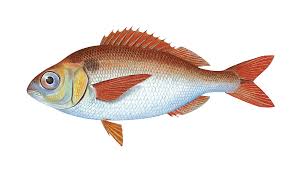 Image result for Pagellus bogaraveo