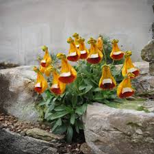 Attēlu rezultāti vaicājumam “Plantago uniflora flower”